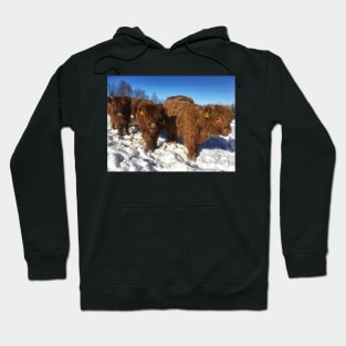 Scottish Highland Cattle Calves 1714 Hoodie